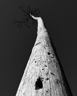 Bird House