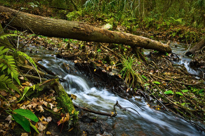 Jones Creek #2