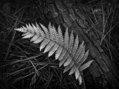 Fern and Fallen Pine