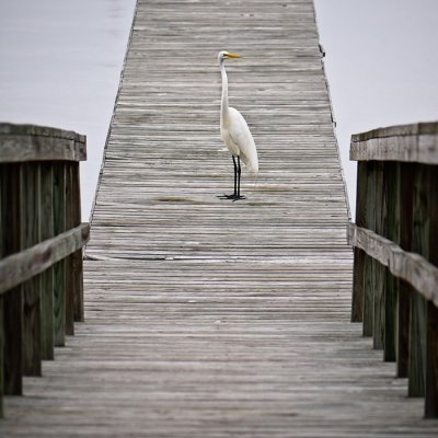 Egret and Dock