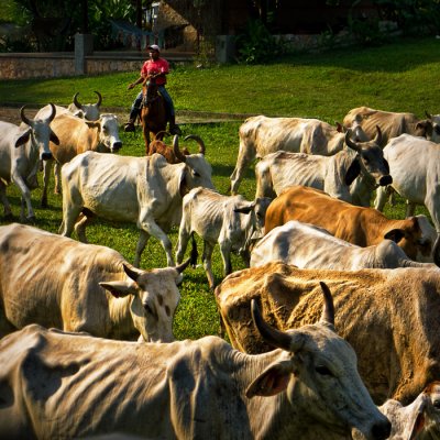 Cattle Drive