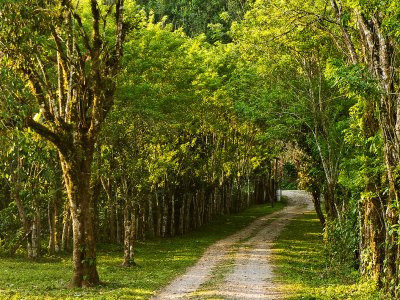 Wooded Lane