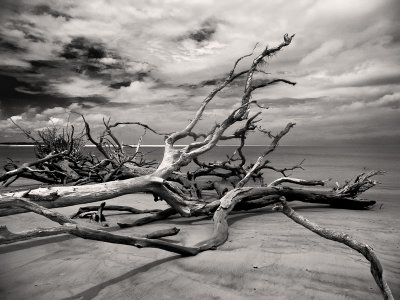 Driftwood #2