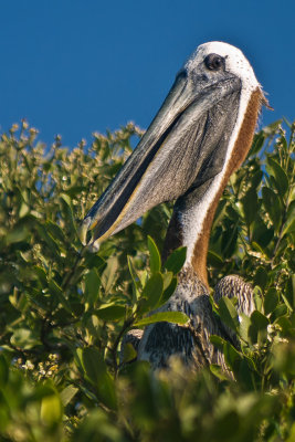 Pelican in Mangrove