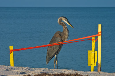 Heron and Turtle Nest