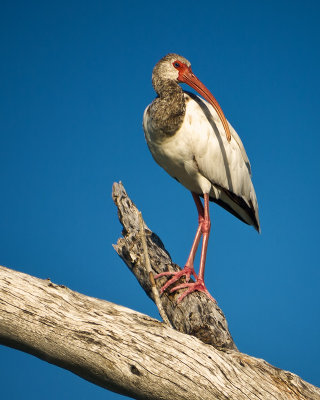 White Ibis