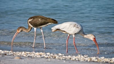 Beachcombers II