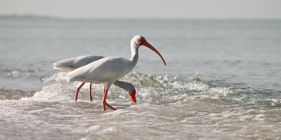 Two White Ibises