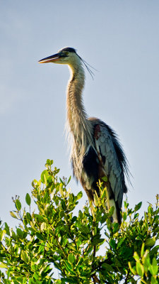 Great Blue Heron in a Tither