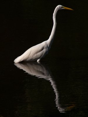 Egret