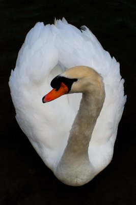 Swan