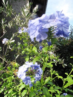 IMG_5162 (Large).JPG