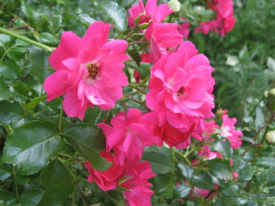 IMG_1597.JPG