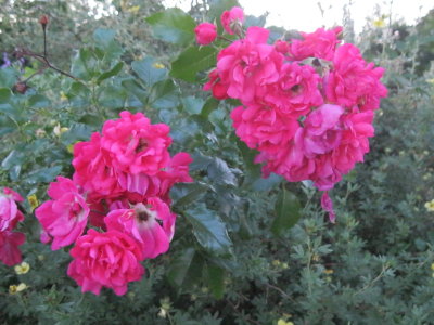 IMG_1698.JPG