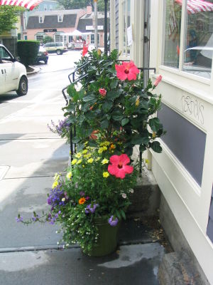 Bus Stop flowers '06