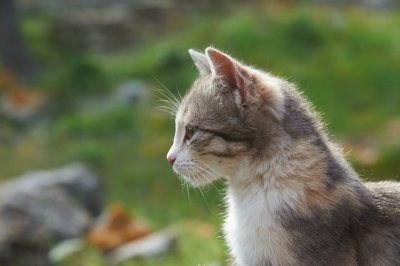 DSC_7305.jpg