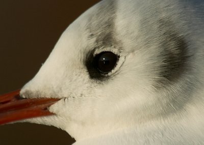 gull001.jpg