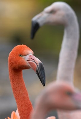 flamingo001.jpg