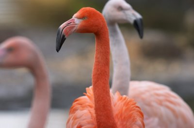 flamingo001_1.jpg