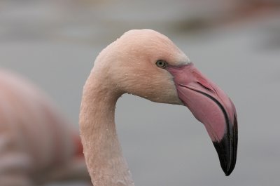 flamingo002.jpg
