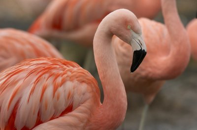 flamingo003.jpg