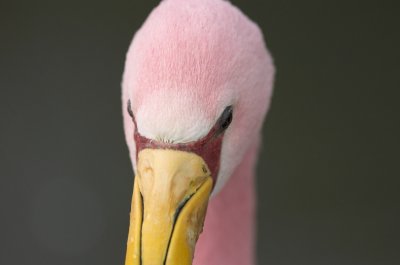 flamingo004.jpg