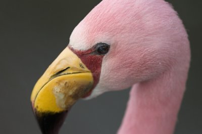 flamingo005.jpg