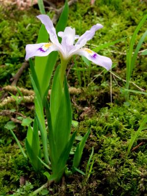 Dwarf Crested Iris 02