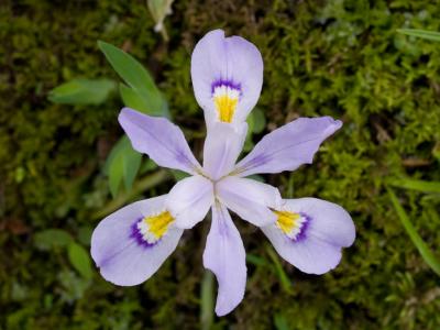 Dwarf Crested Iris 03