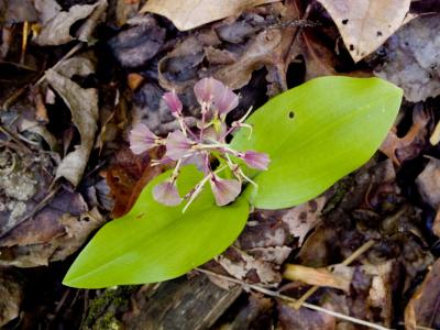 Twayblade Orchid 03