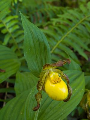 Yellow Lady's Slipper 01