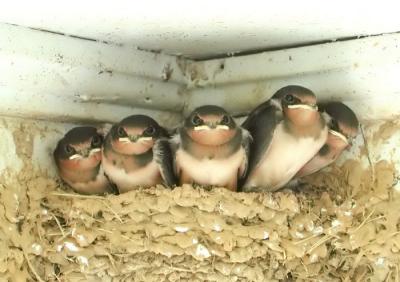 barn swallows