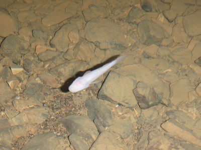 Amblyopsis spelaea