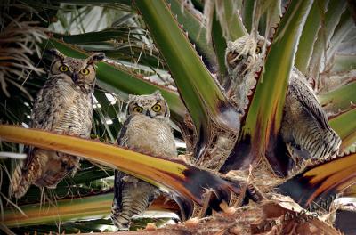 Owls-Family-in-Fan-Palm-4