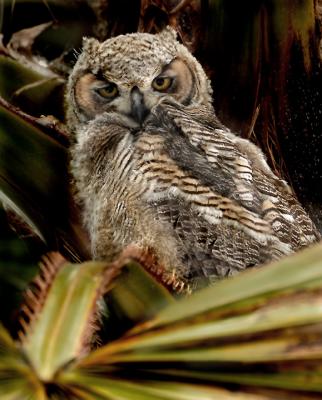 Owl-Eyes-on-Me