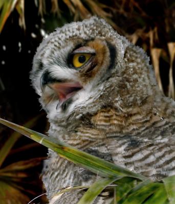 Open-Beak-Juvenile Great Horned Owl.
