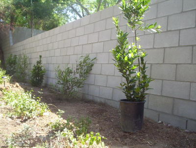 new plants by brick fence