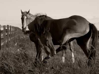 whiting bay horses - sepia