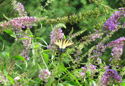 Animals in the backyard and those obviously not