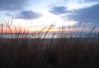 Grasses on the Beach at Sunrise