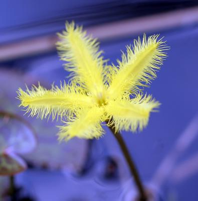 Delicate yellow aquatic flower