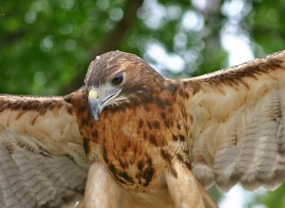 Raptor - Red Tailed Hawk