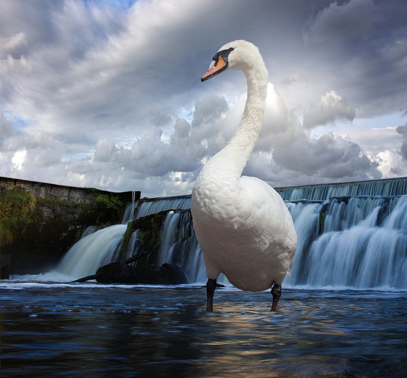 Guarding The Falls