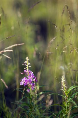 Fire-weed