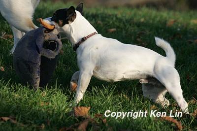 Pups