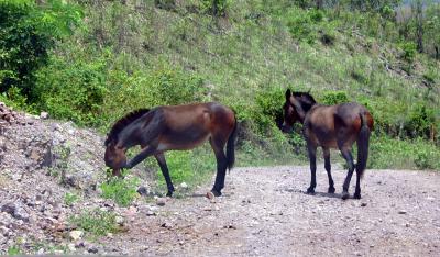 Caballos (Mulas)