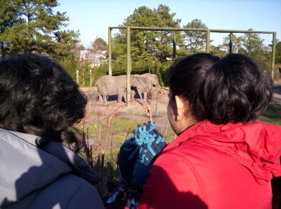 Moises Eduardo, Maggy y Leslie observando muy atentos los elefantes