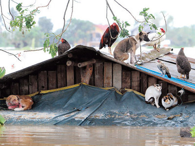 flood-rooftop-animals.jpg