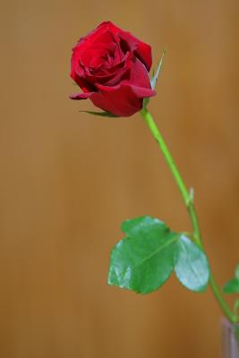 A RED ROSE