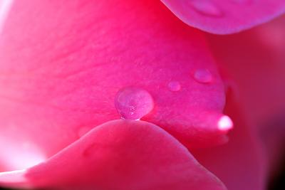 TETHERING ON A ROSE PETAL